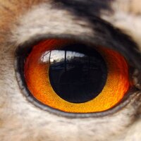 gww (@gillww) 's Twitter Profile