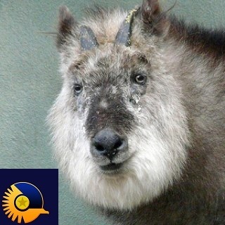 Follow me on Mastodon:  @serow@infosec.exchange