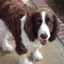 Buddy K9Powell - @K9BuddyPowell - Twitter