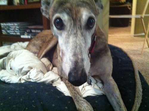 sgoldstein77's profile picture. 