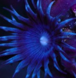 zoanthids's profile picture. Reef aquarium enthusiast, zoanthid lover.