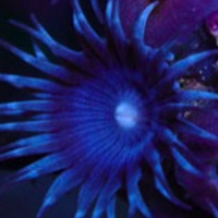 Rare Zoanthids (@zoanthids) 's Twitter Profile