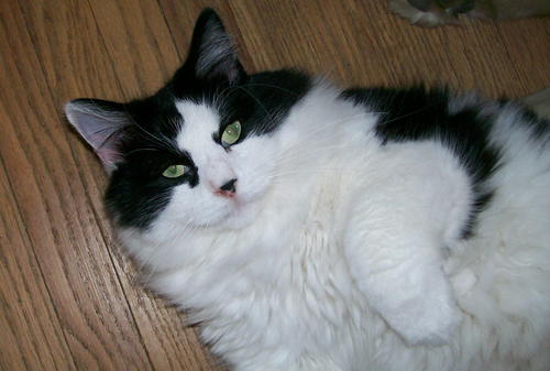 Likes sleepin, eatin,  playin tricks on Fat Samoo, recently found forever home that I shares with lots of friends