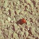 Jenna Krause - @LavenderRoses6 - Twitter