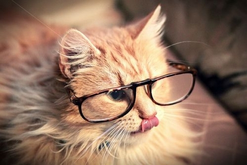 loves the rain, beaches, cats, sunsets and smiles. outgoing. always on the look-out for the brighter side. curious. loving. ^^;