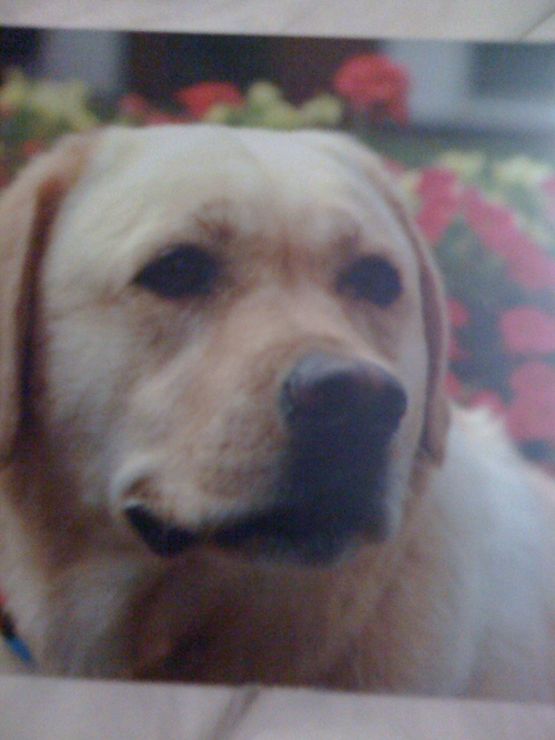 I'm a Yellow Lab. Friendly, lovable, and very spoiled. a.k.a Luigi's girlfriend.