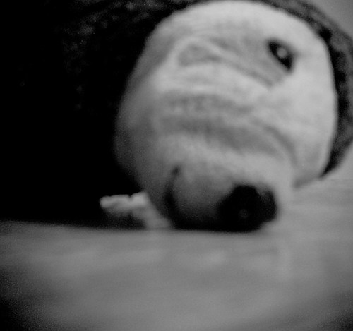 小鳥と小犬と水栽培。不眠の過眠。こどもR1.12生。