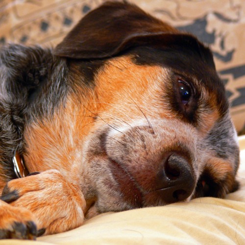 SabletheUnstabl's profile picture. I'm a 1/2 beagle 1/2 coonhound dog. Likes: attention, walks, human food, sleeping, & pestering the cat! Dislikes: thunderstorms, fireworks, baths, & the vet.