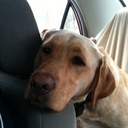 Terri Swenson - @Ter_swenson - Twitter