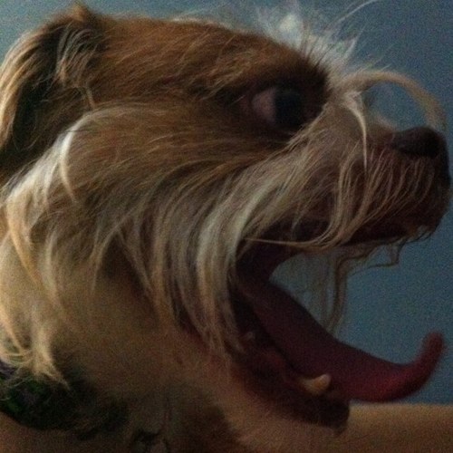 Sophi3kitten's profile picture. 