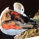 David Waring - @crepuscule426 - Twitter