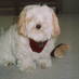 A. Wakisaka (@chippypuppy) Twitter profile photo A. Wakisaka (@chippypuppy) Twitter profile photo