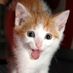 Animal Compassion (@helpanimalsnyc) Twitter profile photo Animal Compassion (@helpanimalsnyc) Twitter profile photo