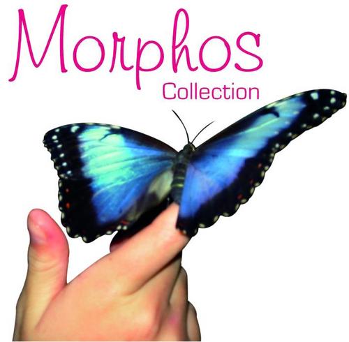 MorphCollection's profile picture. Diseñadores y fabricantes de trajes de baño para damas, trajes para danza y otras prendas de vestir a la medida.