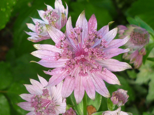 Husband & Wife run nursery based just outside Bury St Edmunds, Suffolk. LOVE himalayan shrubs and shade lovers