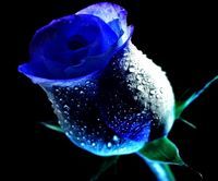 Ah_rash's profile picture. 