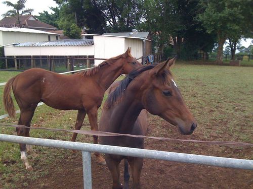 A small family run Stud in the heart of Summerveld. A love for well bred race horses and a passion for the racing game. Owned and run by the Scribante Family.