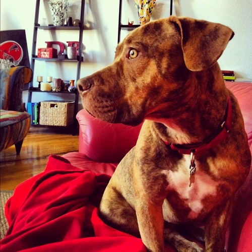 KINGofSLOBBER's profile picture. I'm Bodie aka The Duke of Plastic & @slobbersnaks mascot I ❤ ICE!! I'm a happy rescued american mastiff! Follow me in my SLOBBERY journey! IG: King of slobber