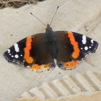 esculentetc's profile picture. I try, and fail, to grow edible and/or useful things, and make stuff that I could quite easily buy if only I was normal