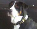SwissyFamily's profile picture. Mom of 3 + Greater Swiss Mountain Dog. Loving life,spreading positive energy,helping to empower angel souls by spreading love & positive energies.