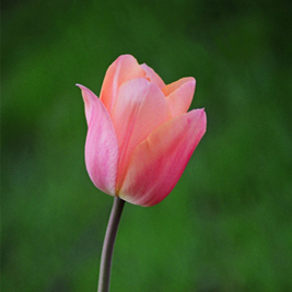 Un blog che accarezza i fiori.