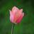 tulipanor's profile image