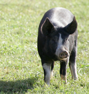 hogshomestead's profile picture. We are your source for locally raised, naturally delicious pork products. Our humane, and healthy environment guarantees a tender and flavourful product.