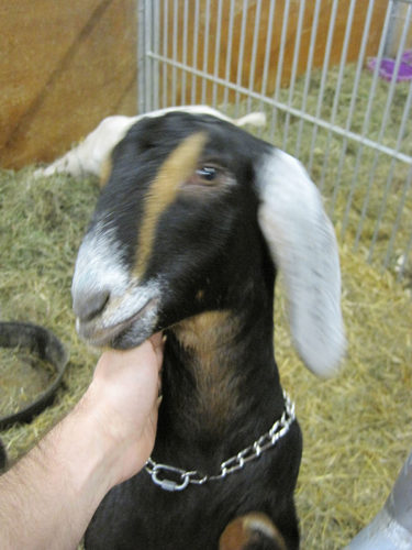 AngelaRenzullo's profile picture. Remember the 3 Rs: Respect for self; Respect for others; Responsibility for all your actions.