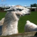 jane maclennan - @mac15_ - Twitter