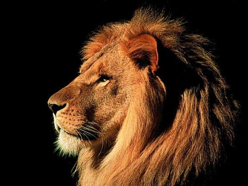 The Westlake Lions Football Program