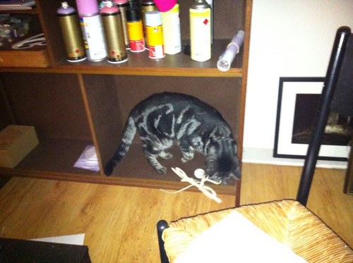 DarleyHouse's profile picture. stupid shit heard at Darley Manor