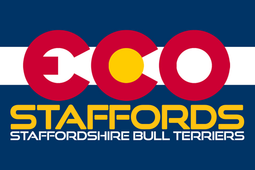 Eco Staffords Staffordshire Bull Terrier Breeders. A champion for the SBT! Like us @ http://t.co/ekZ4Zzhauc & http://t.co/dtng3dxGx4!