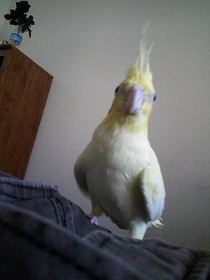 Cypk's profile picture. I'm me. Simply a guy pretending to know more then he actually does. Ask me anything =)