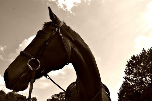 Horse Guru to many, wise rider to Twitter. My only fit companion is a horse.
