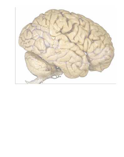 Course5's profile picture. Neurosciences, Aging and Special Senses University of Calgary medical school