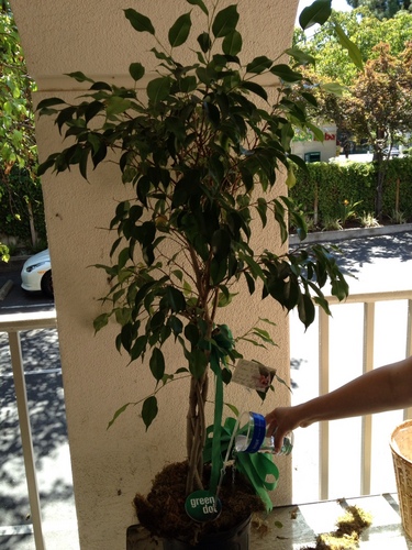 I'm a thirsty plant!