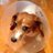 coops96's profile image