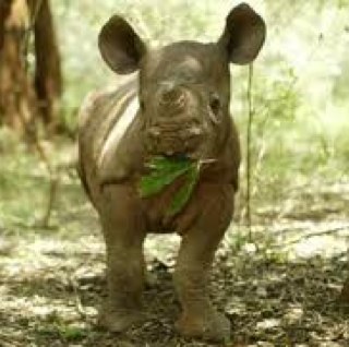 rhinoceroslex's profile picture. Running London Marathon #vlm2016 in a spiffy rhino suit to raise money and awareness for Save The Rhino! Vive la Rhinoceros.