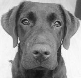 Great laughs!
Great Facts!
All dog fact lovers come to the number1 Dog Fact site!
#WoofDays