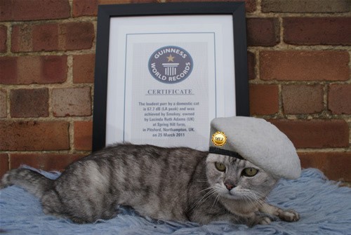 Ruth owner of Smokey Guinness World Records Loudest Purring Cat and her new cat Titus. Smokey died August 2014