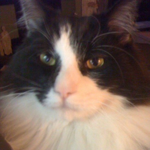 ytlc's profile picture. artist, mom,grandmother, spouse,sharing life with pets, news junky blue thru & thru