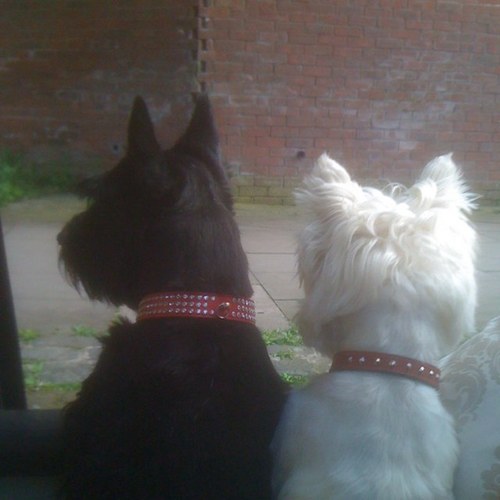 Boat owner, live & work in Greater Manchester. have 2 dogs a Westie and a Scottie