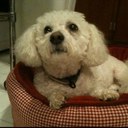 Noriko Smith - @Paninoriko - Twitter