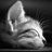 🦅🟠 Jeremy Hart's Twitter (X) avatar