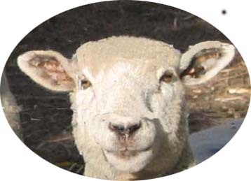 ryelandsheep's profile picture. Ryeland sheep breeder