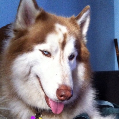 Sibehuskyluv's profile picture. 