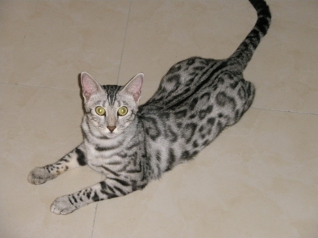 Bengal_Cats's profile picture. Bengals are a hybrid breed created by crossing a domestic cat and a leopard cat.