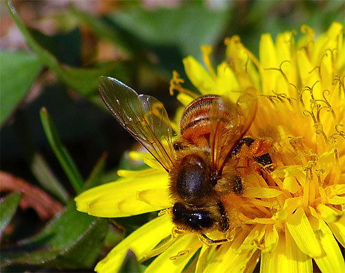 I'm enthusiast domestic  beekeeper against colony collapse disorder.