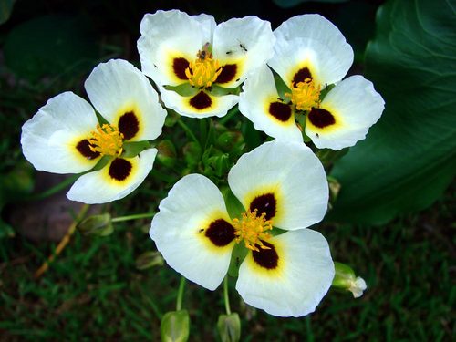 katniss flower katnissflor sp twitter katniss flower katnissflor sp twitter