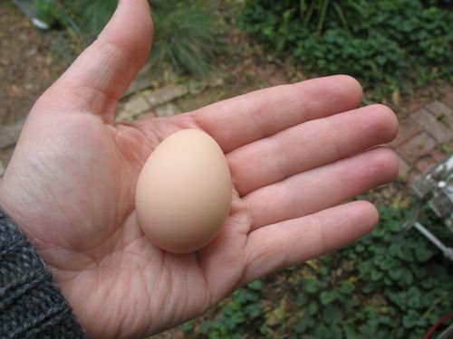 mezradine's profile picture. Has interests in champagne gardening, minature goats, food and classical music.